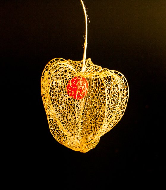 Skelett einer Lampionblume (Physalis)