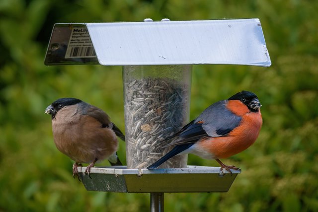 Beim Frühstück leistete uns heute Morgen dieses Gimpel- oder auch Dompfaff-Pärchen vor unserer Terassentür Gesellschaft.