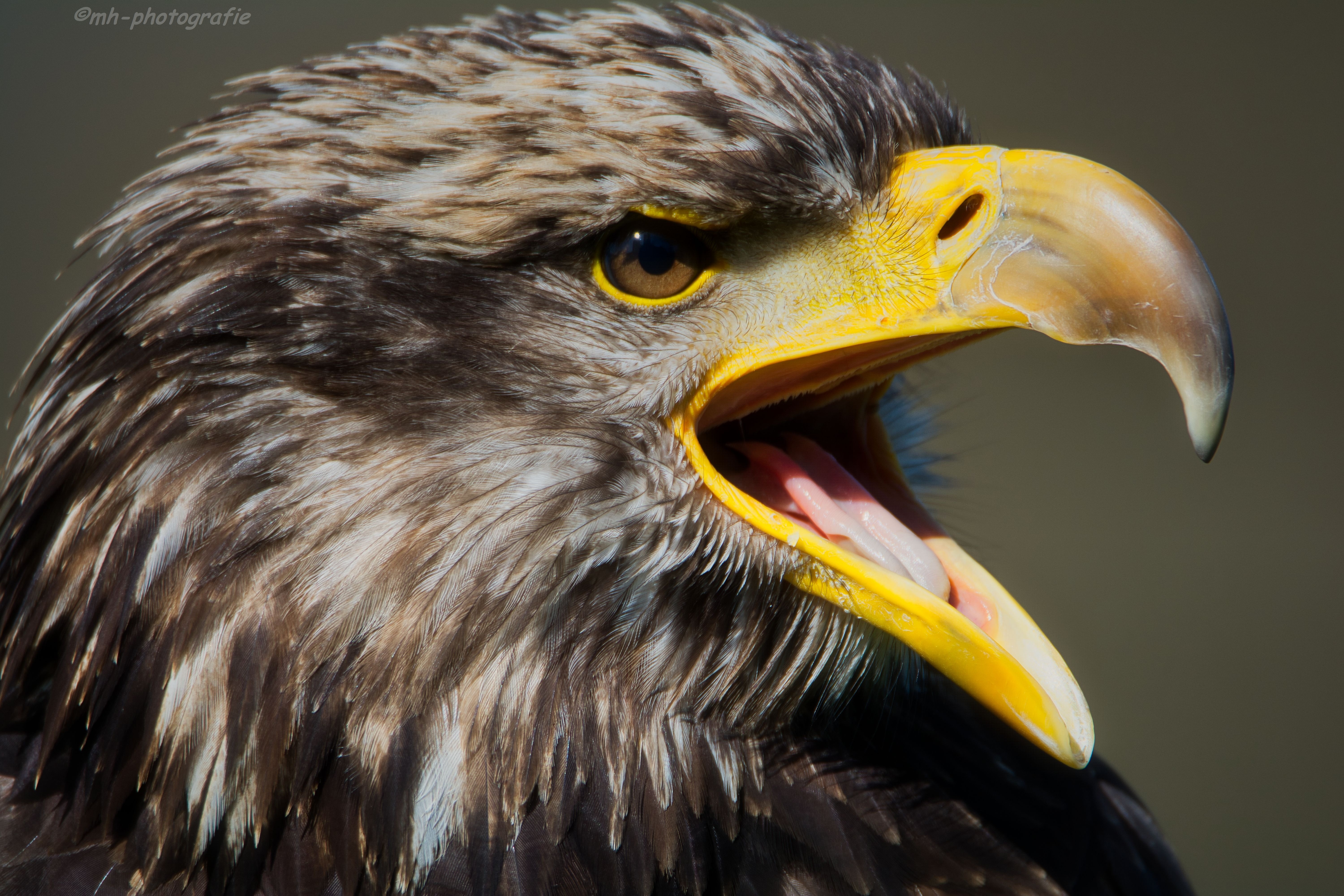 Greifvogel, Adler. Einfach nur beeindruckend.