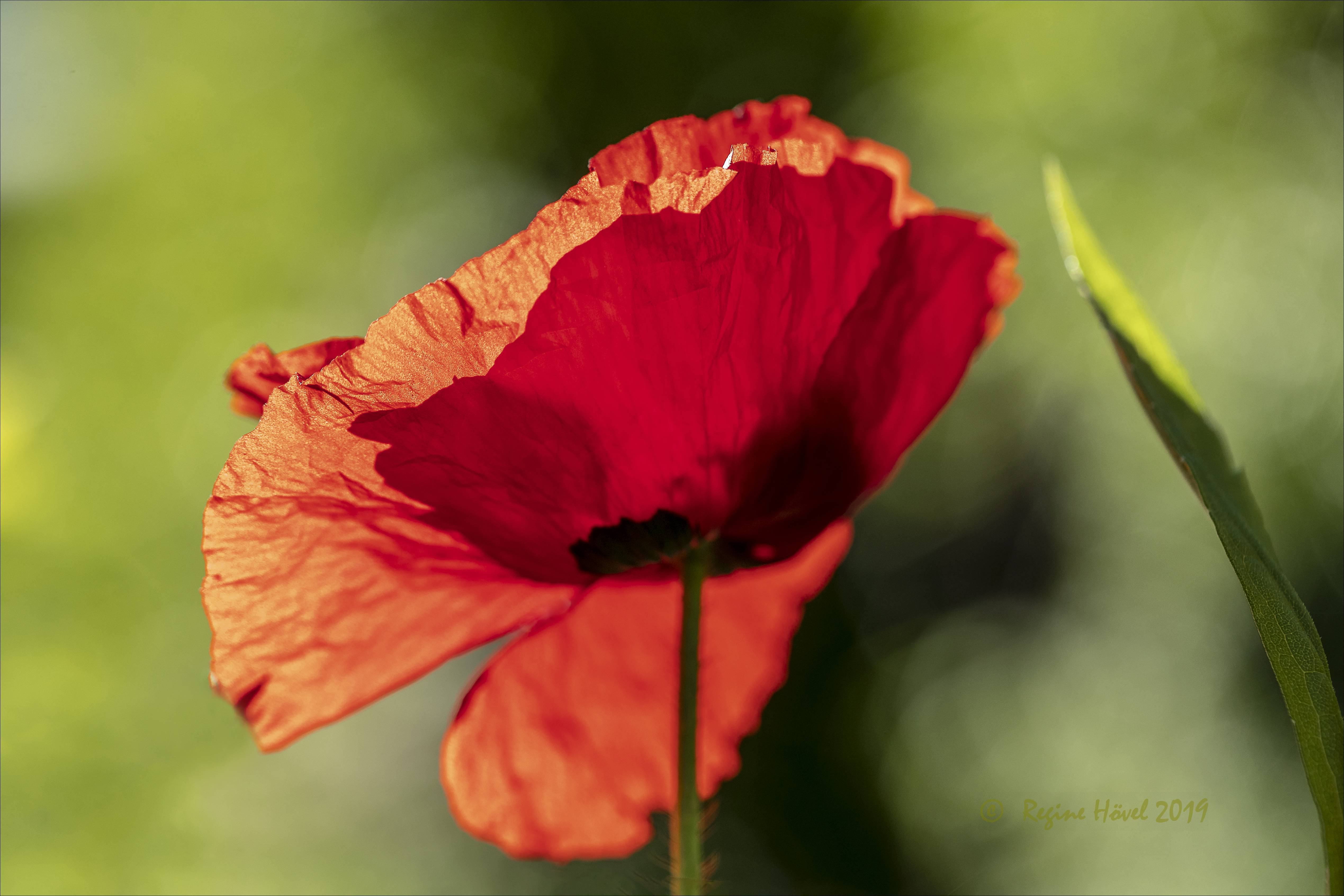 Magie einer Blüte