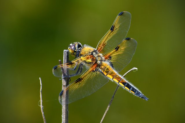 Vierfleck (Libellula quadrimaculata). - Ich wünsche allen ein schönes Wochenende!