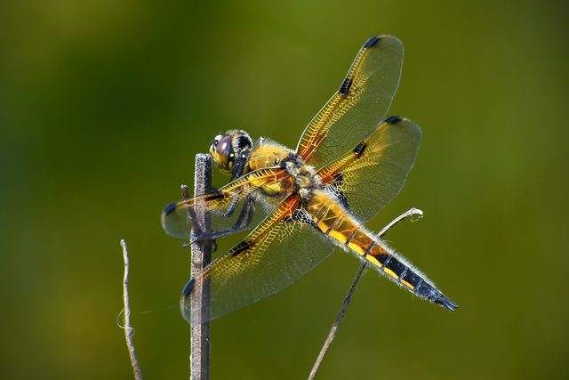  Vierfleck (Libellula quadrimaculata). -  Ich wünsche allen ein schönes Wochenende!