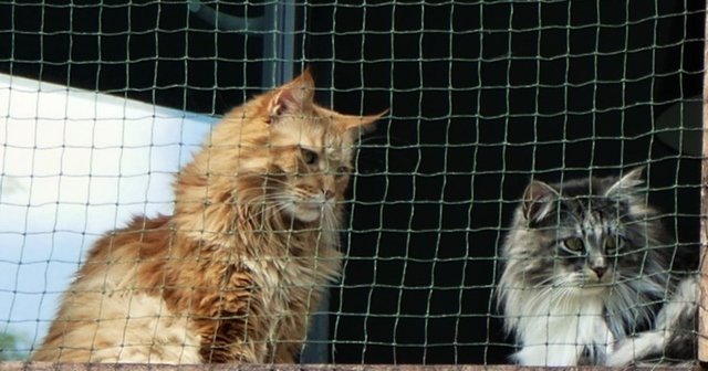 Könnte man den Menschen mit der Katze kreuzen,
würde man damit den Menschen verbessern,
aber die Katze verschlechtern.
Mark Twain