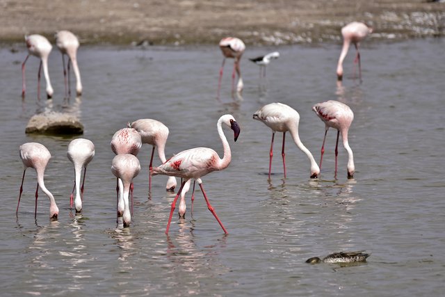 ... im Amboseli Nationalpark