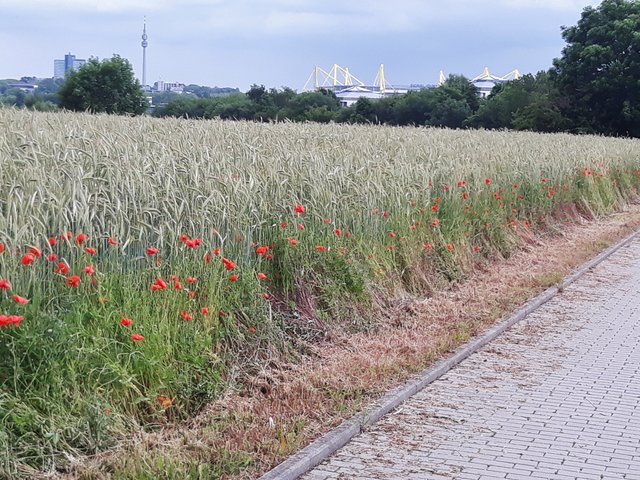 Klatschmohn in Dortmund