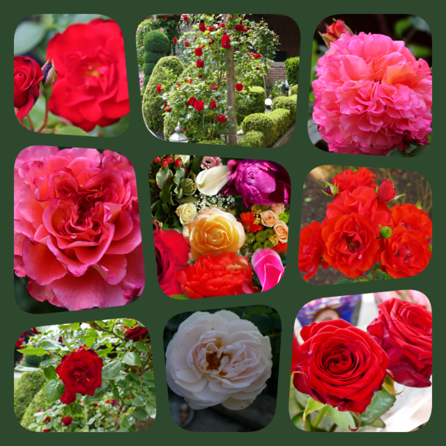 Uberall Bluhen Herrliche Rosen