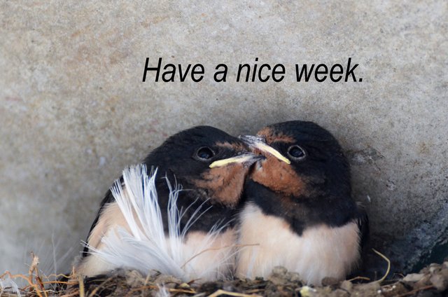 Ich Wünsche Euch Eine Schöne Woche