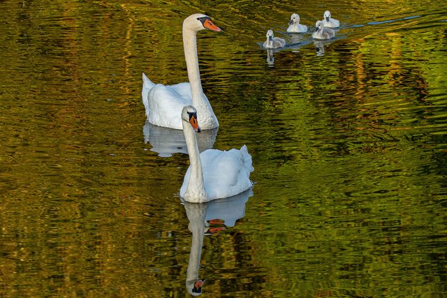 -Kleiner Abendsparziergang mit der Familie . . .!