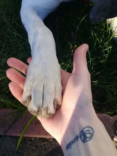 Der Freund des Menschen❤️❤️
Meine Lucy 💕