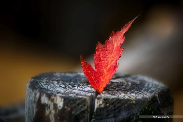 Herbstfarben