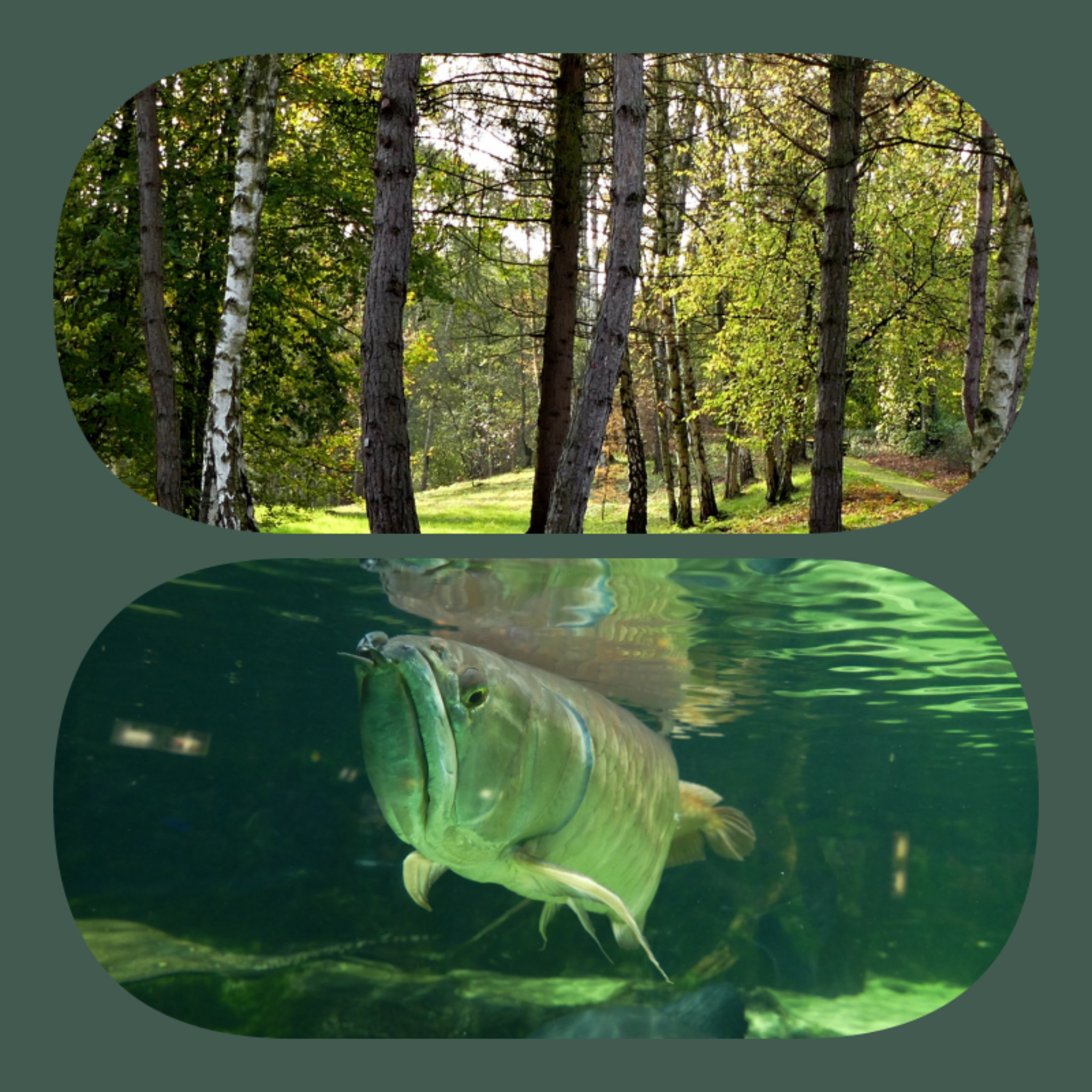 Erst Wenn Der Letzte Baum Gerodet Der Letzte Fluss Vergiftet Der Letzte Fisch Gefangen Werdet Ihr Feststellen Dass Man Geld Nicht Essen Kann Weisheit Der Cree Indianer