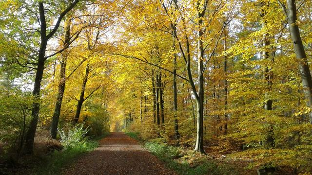 Goldener Novembertag im Hiesfelder Wald