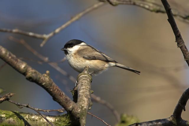 Weidenmeise auf Futtersuche