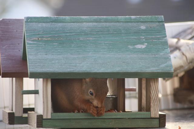 unser Dauergast - seit Herbst letzten Jahres kommt das Eichhörnchen immer mal wieder zu Besuch.