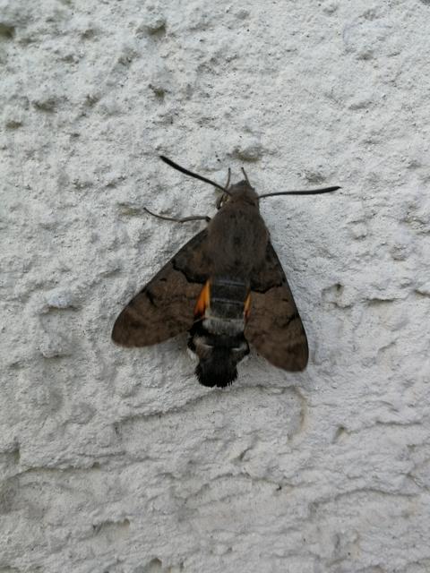 Taubenschwänzchen, heute Mittag an der Hauswand
