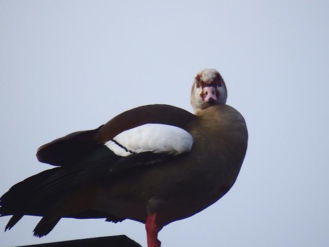 Wildvögel