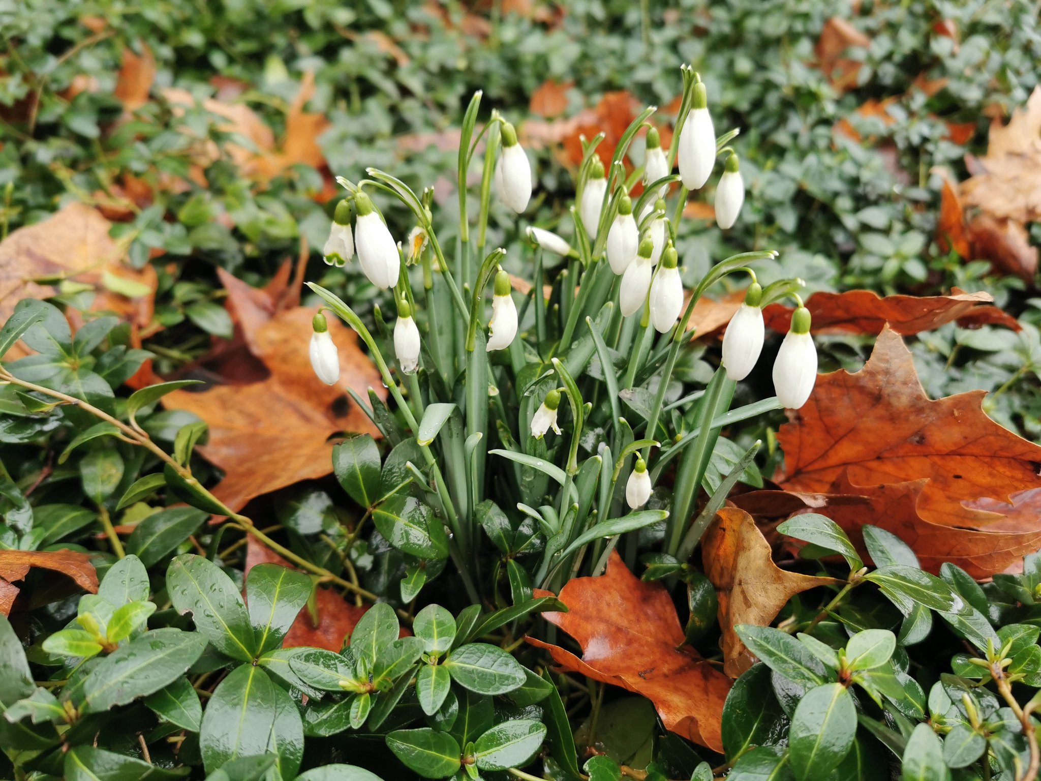 Schneeglöckchen im Januar