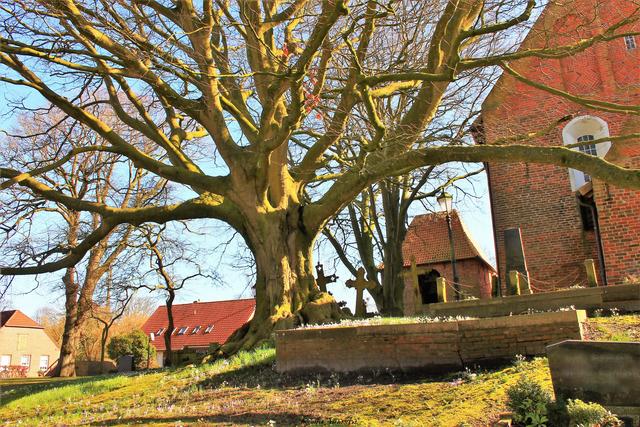 Vor Kraft und Leben strotzend - ein uralter Baum auf einem Friedhof in einem kleinen Ort in Ostfriesland.