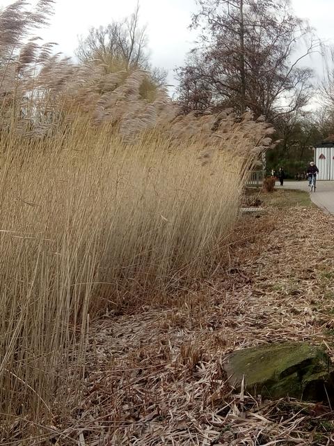 böiger Südwestwind im Nordpark Gladbeck ; beim "beschnittenen" Schilfgras;