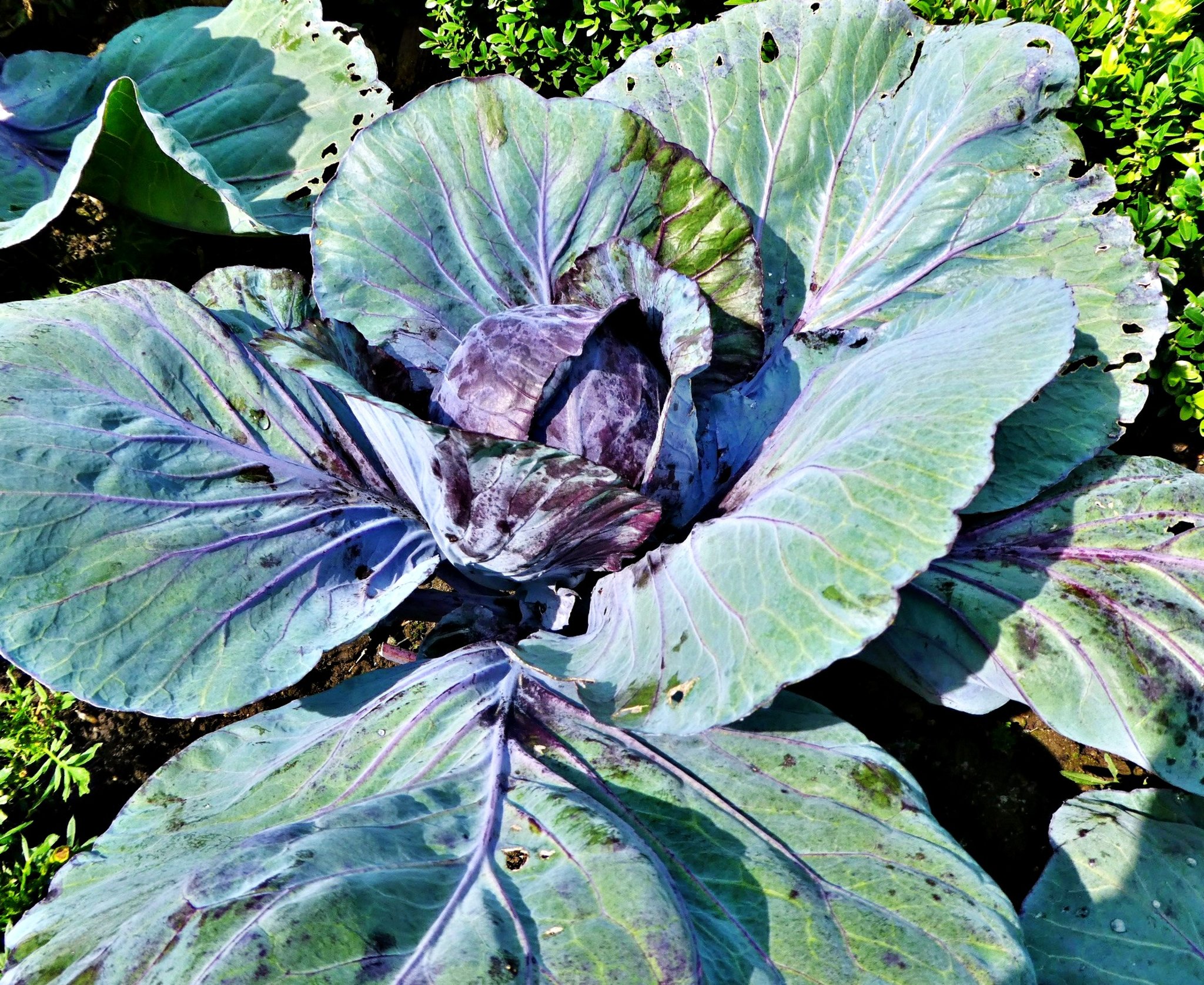 Blaukraut bleibt Blaukraut und Brautkleid bleibt Brautkleid. 😎