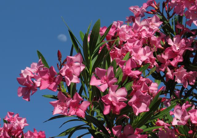 Oleander, Nerium oleander, rosa Blüten vor blauem Frühlingshimmel, Antalya, Türkei