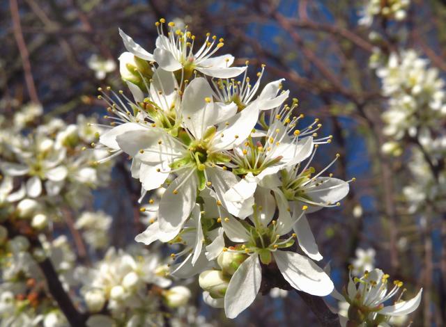 Schlehe, Prunus spinosa, Blütenstand, bei Bremen in der Soester Börde.