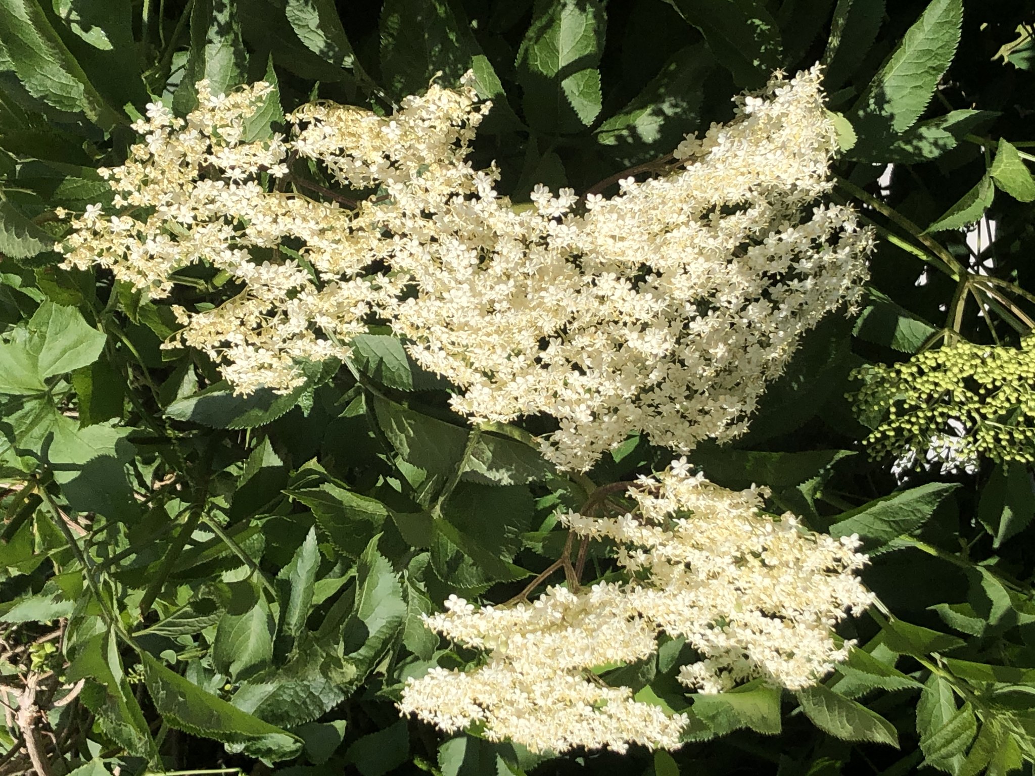 Weißer Holunder blüht wieder im Garten