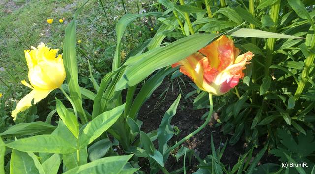 Letzten Freitag im Kräutergarten am Schloss Benrath geknipst!