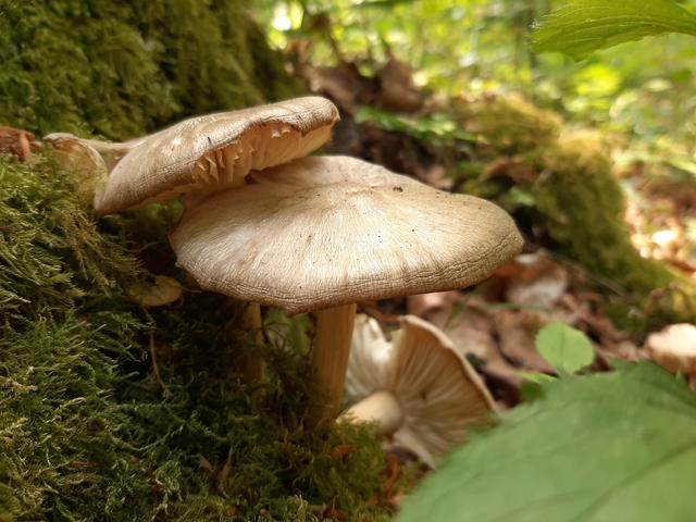 E. Freitag