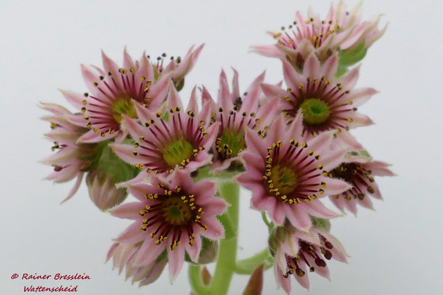 Blüte vom "unscheinbaren" Hauswurz