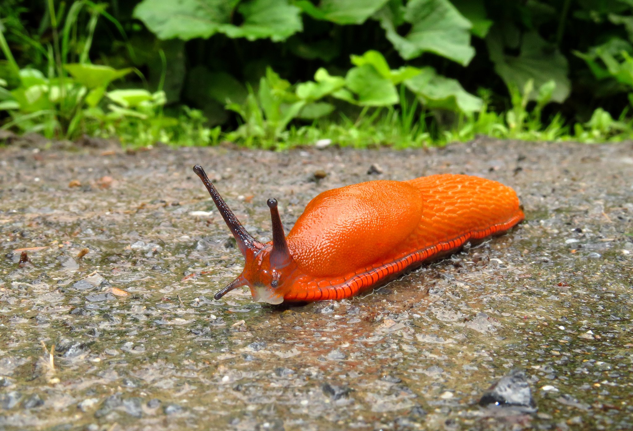Rote Wegschnecke, Arion rufus, unterwegs...