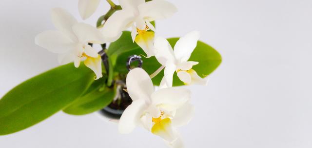 Weiße Orchideen