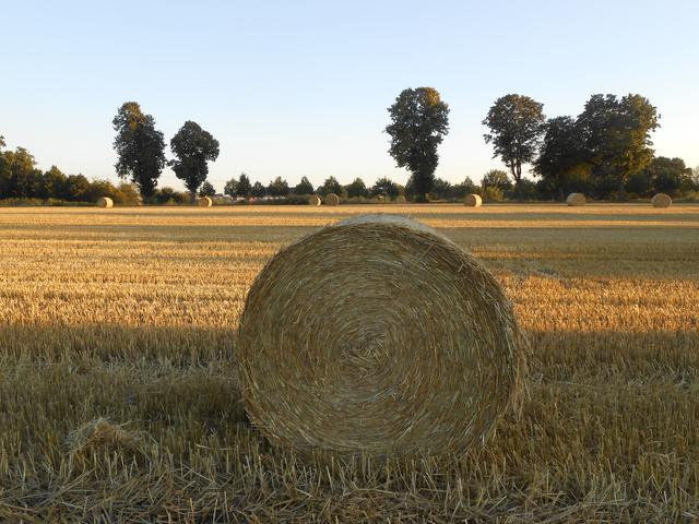 Strohballen in der Abendsonne und lange Schatten