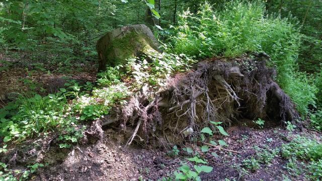 Entwurzelt - Cappenberger Wald