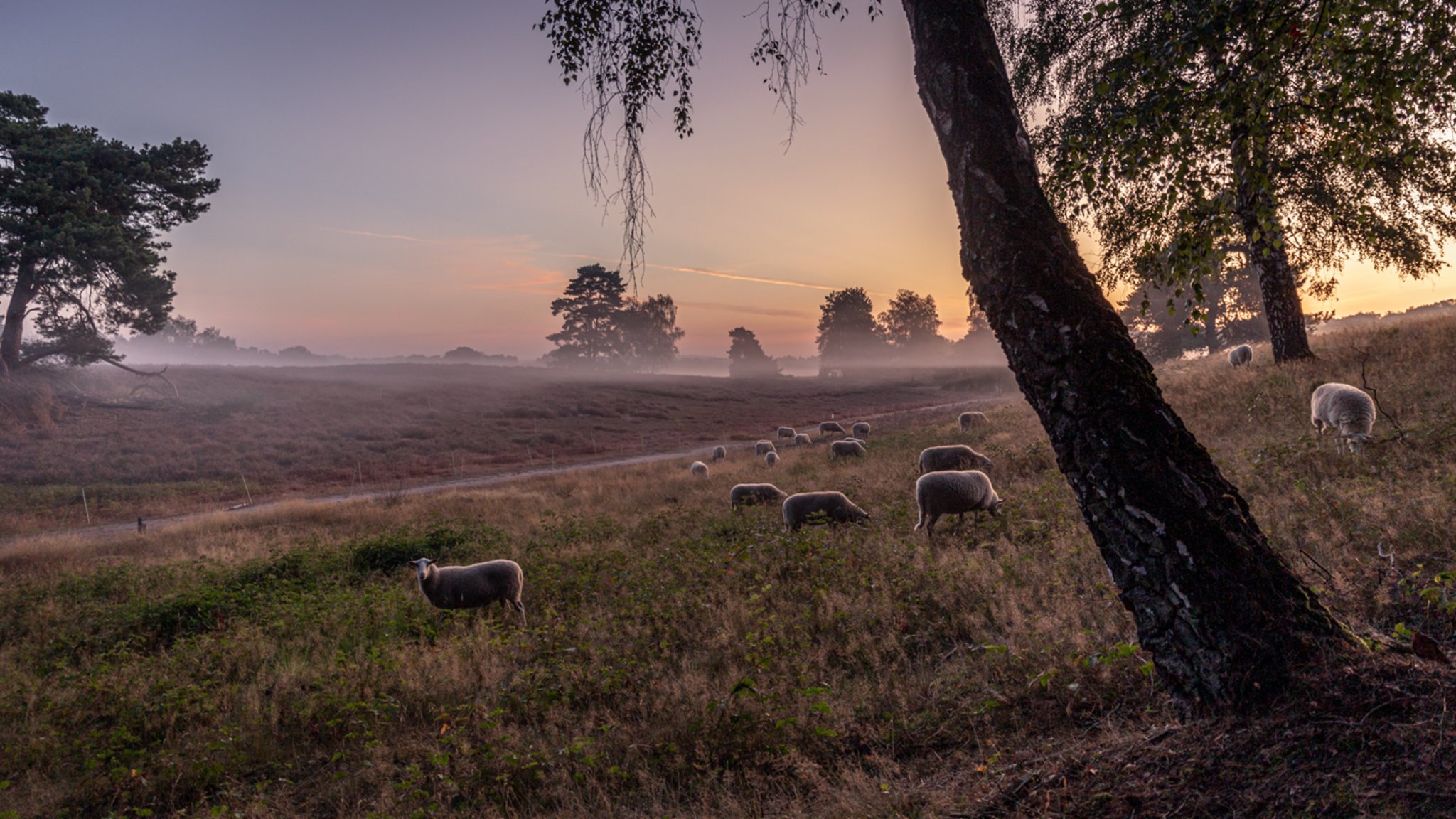 Dämmerung in der Heide Dämmerung in der Heide