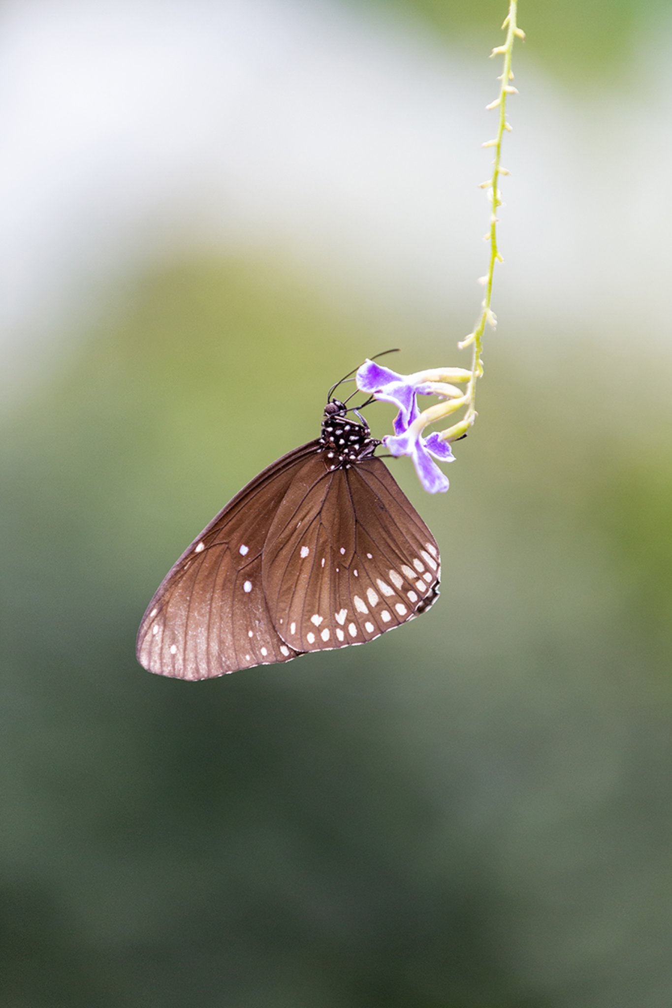 Euploea core | Gemeine Krähe