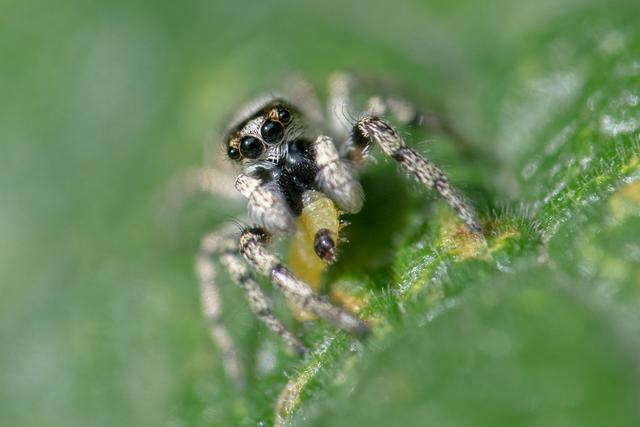 Winzig kleine Springspinne mit Beute