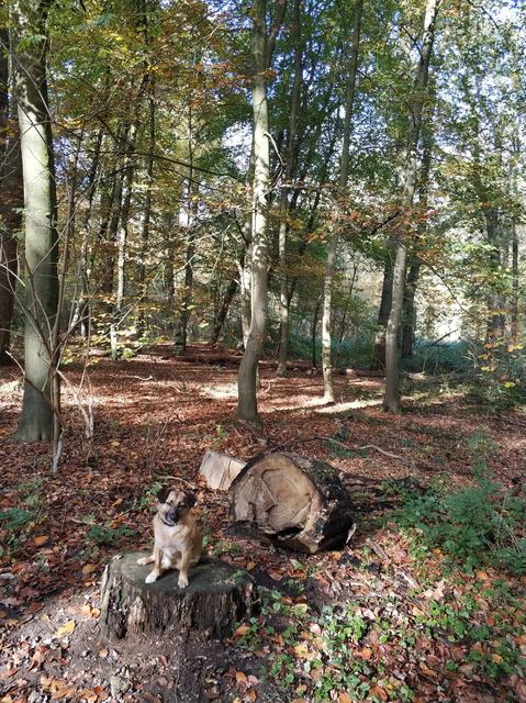 Herbstspaziergang mit Sammy 🌞🌳🍄🍁🍂🐕🐶