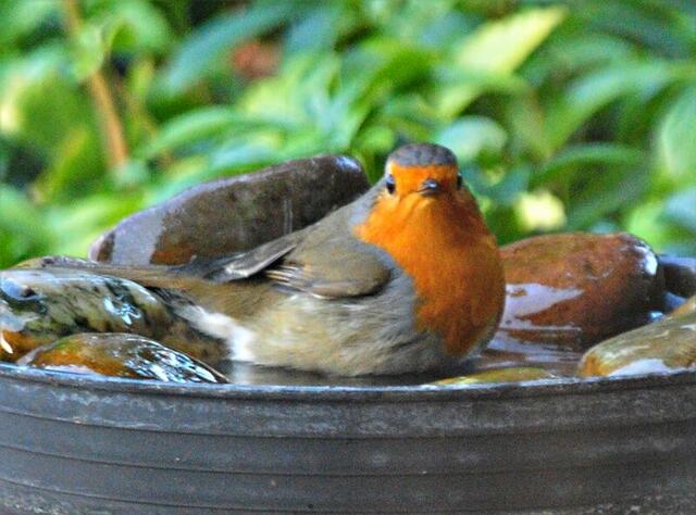 Das Rotkehlchen badet noch im November bei gerade mal 10 Grad Celsius in der Vogeltränke im Garten.