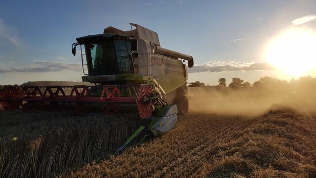 22.07.2020 Erntezeit: Noch schnell den Mähdrescher bei der Weizenernte eingefangen bevor die  Sonne untergeht! 