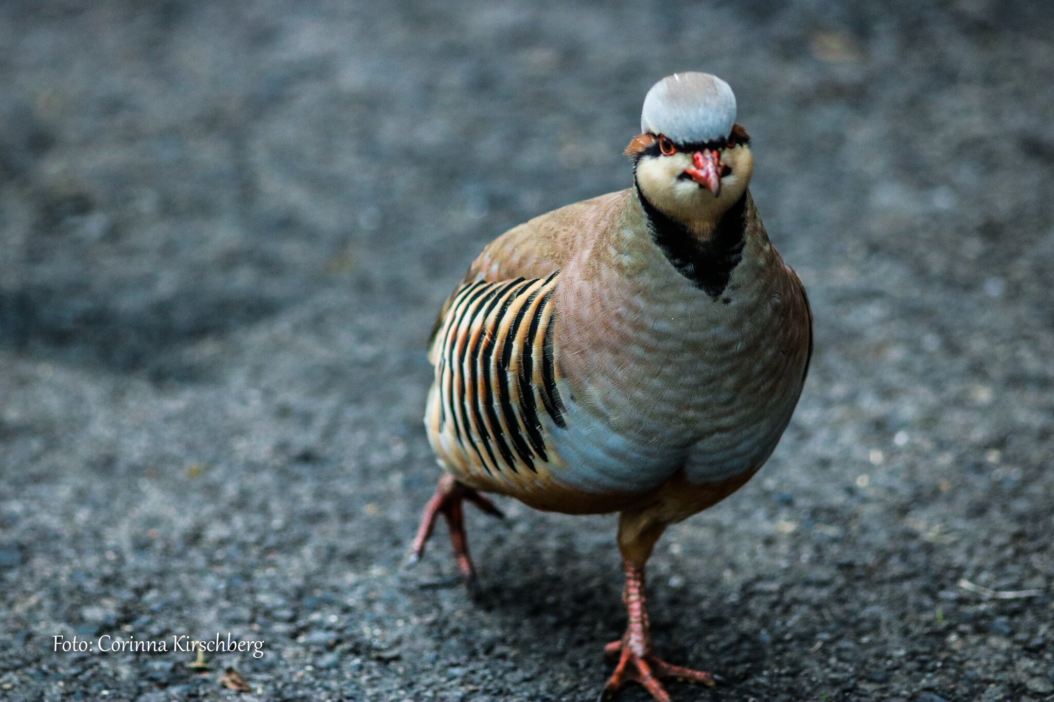 seltener Gast in Marl Drewer, ein Alpenbewohner gibt sich die Ehre seltener Gast in Marl Drewer, ein Alpenbewohner gibt sich die Ehre