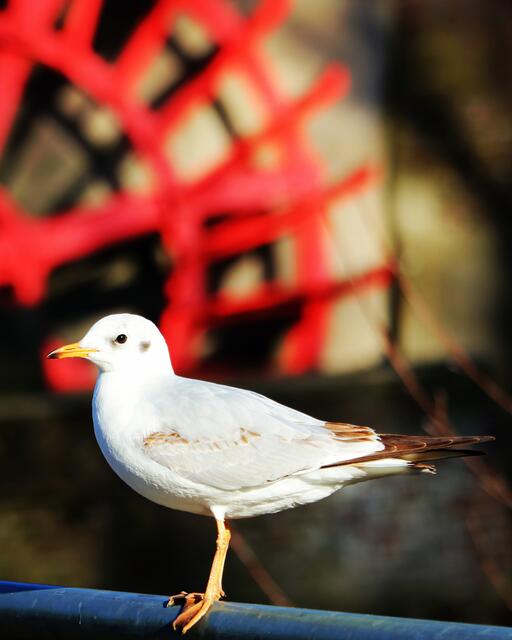 Möwe an der Susmühle in Goch 