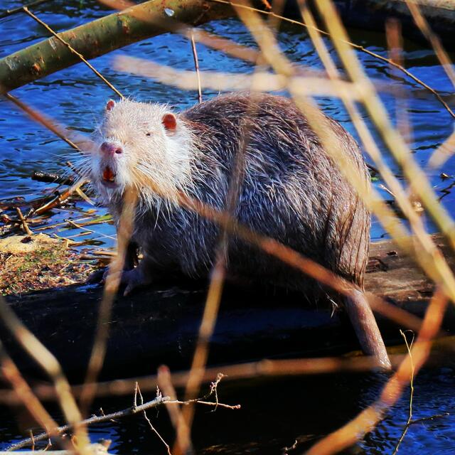 Nutria an der Niers in Goch 