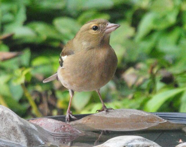 Auch von den Finken wird unsere Vogeltränke gut besucht.