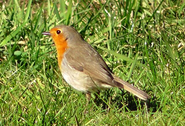 Man glaubt es kaum, aber dieser kleine Rothals ist beim "NABU-Wettbewerb 2021" zum Vogel des Jahres gewählt worden.