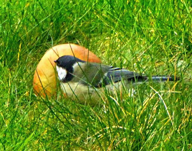 Erst hat die Kohlmeise Körnerfutter im Vogelhäuschen gefressen und danach gab`s Apfel als Nachtisch.