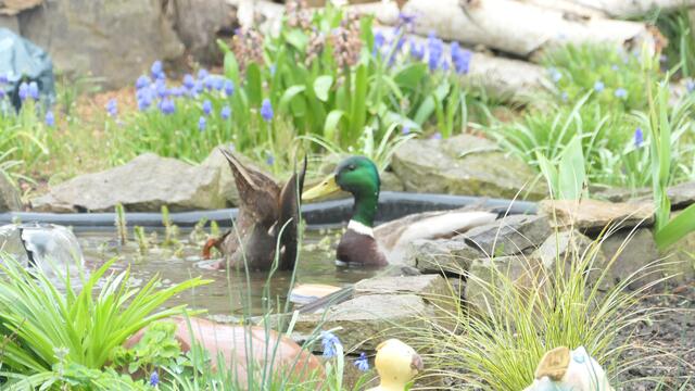 53+ Entenpaar Im Teich, Zuerst wurde der froschlaich aufgevespert,