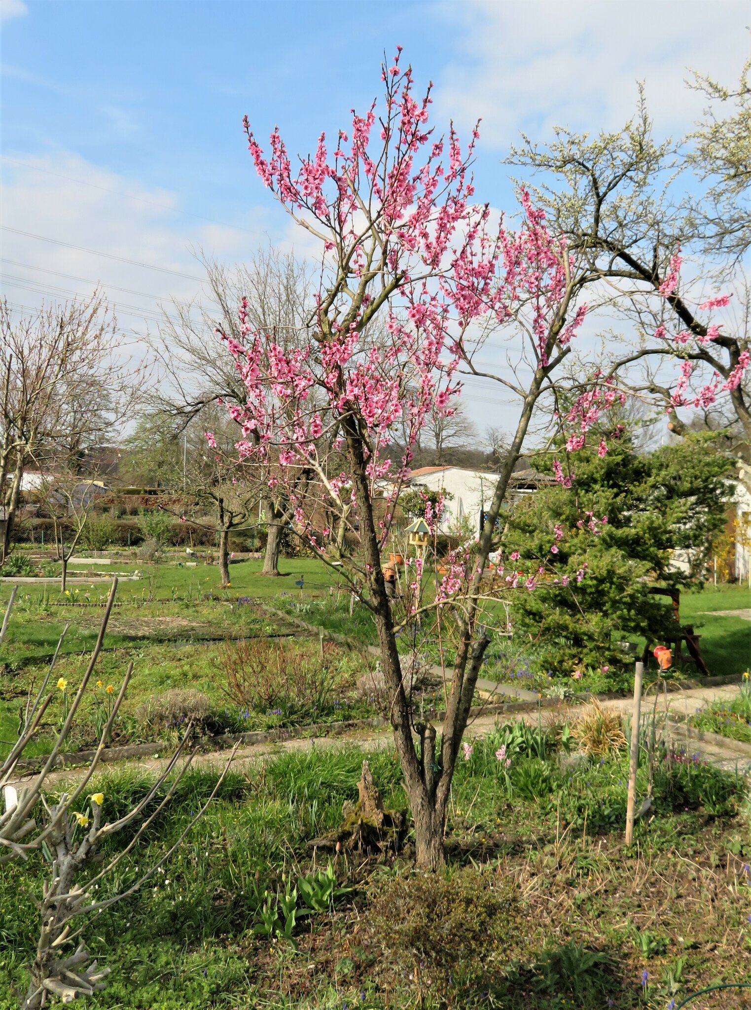 Ein blühender Pfirsichbaum in Löttringhausen