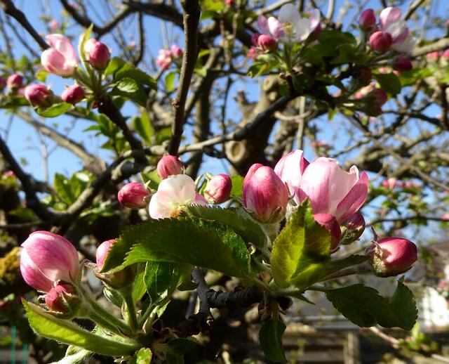 Apfelblüte in Henrichenburg. Hoffentlich gibt es keinen Nachtfrost ...