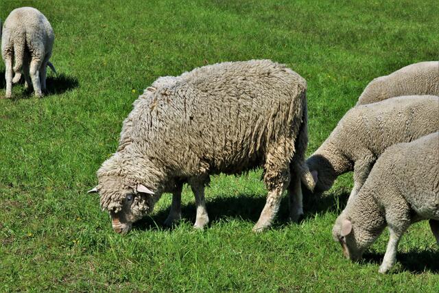 mmmmh, leckeres saftiges Gras vom Niederrhein !!!
